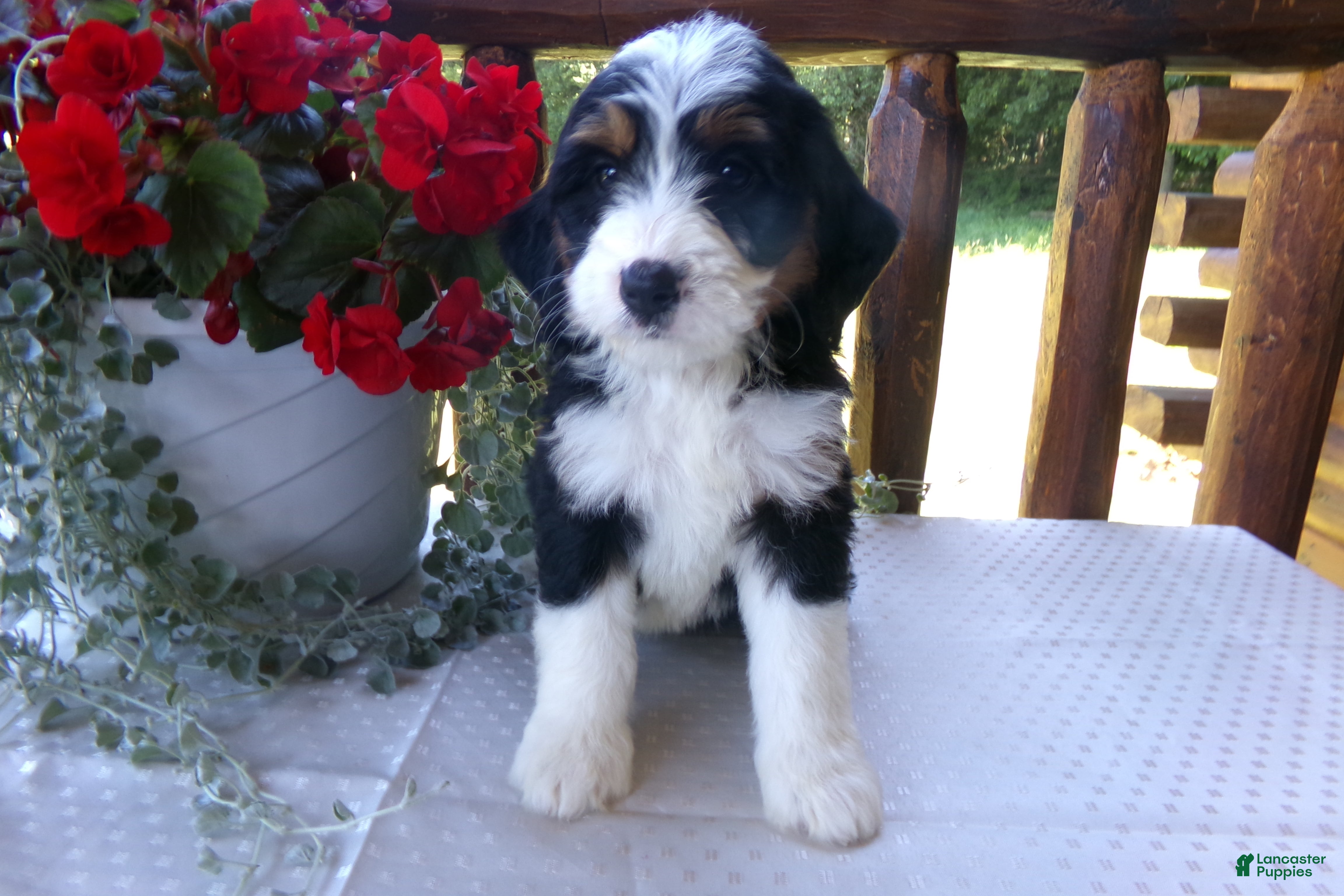 Mini Bernedoodle dogs Butter Cup - Ad 1