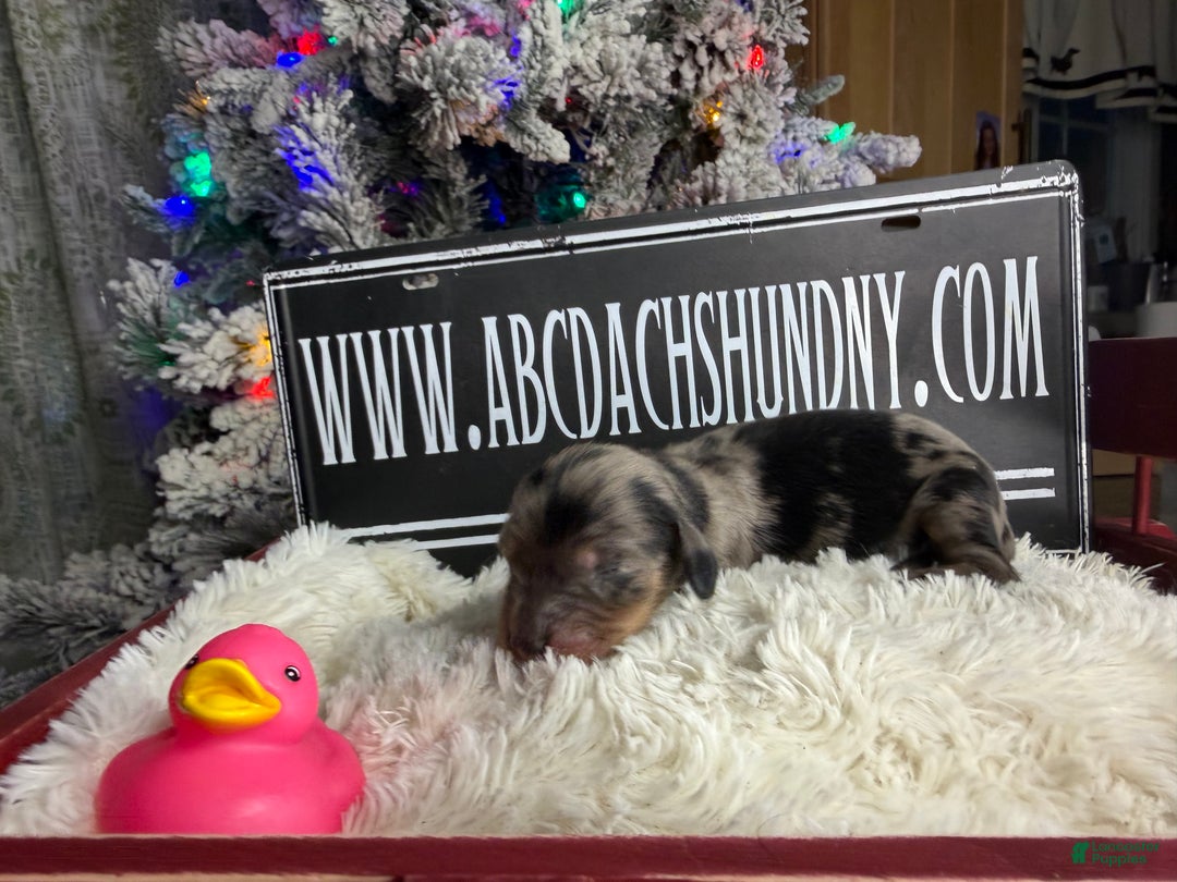 Miniature Dachshund dogs for sale: Dapple - Ad 3