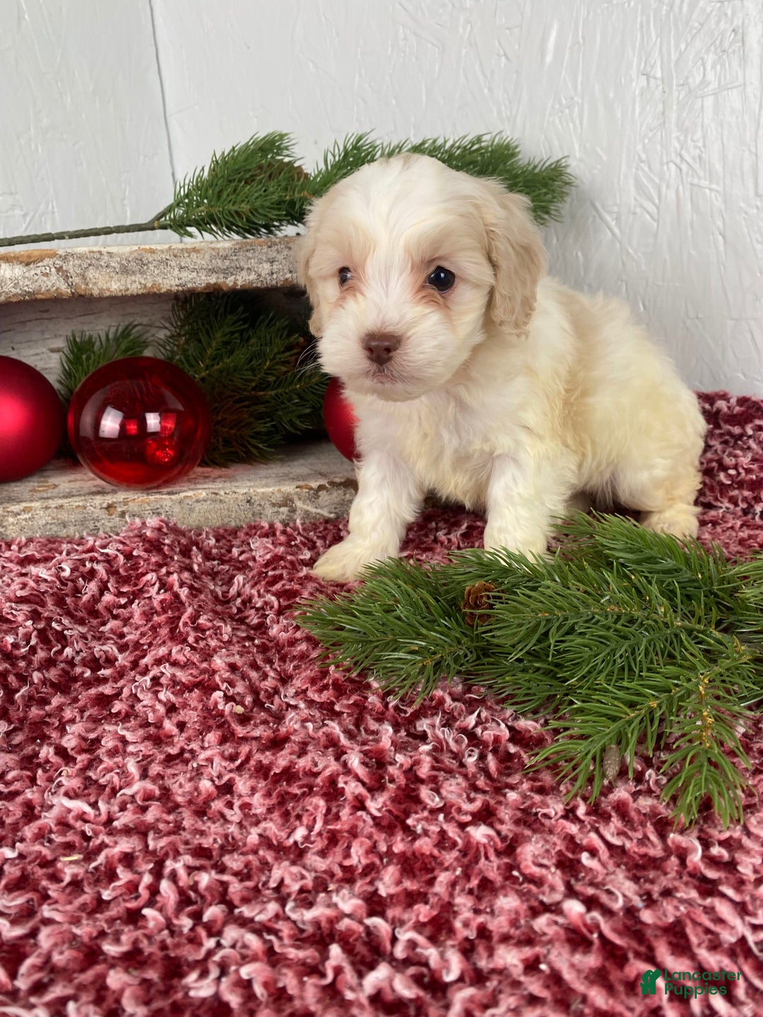Cockapoo dogs for sale: Cooper - Ad 13