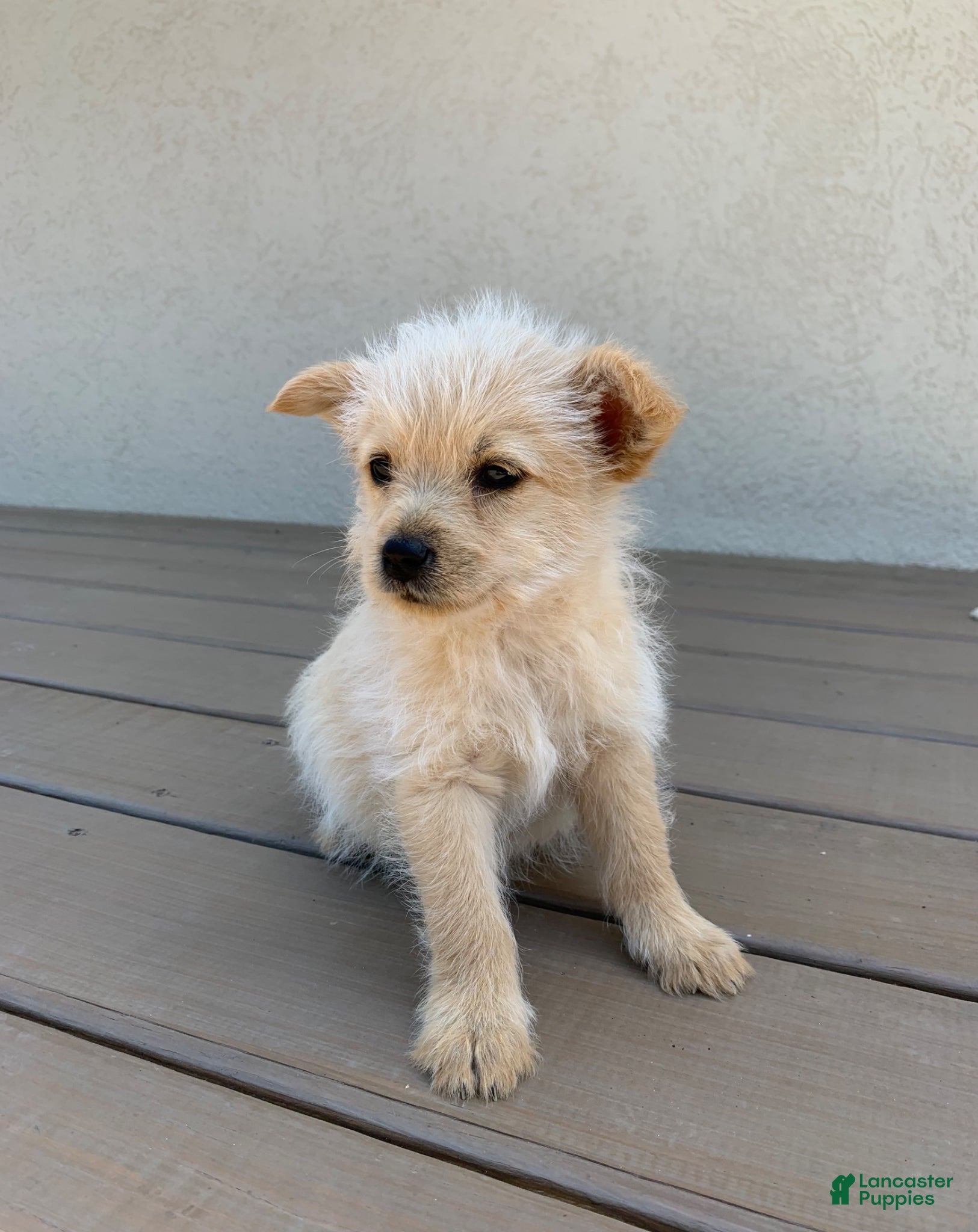 Mixed Breed dogs for sale: Mixed Breed Puppy 1 - Ad 1