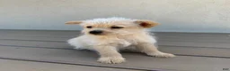 Mixed Breed dogs for sale: Mixed Breed Puppy 1 - Ad 1