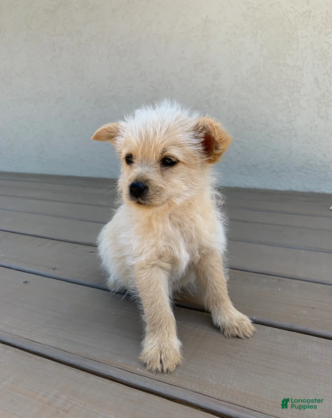 Mixed Breed dogs for sale: Mixed Breed Puppy 1 - Ad 1