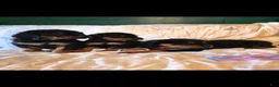 Rottweiler dogs for sale: Gobble - Ad 5