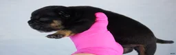 American Bully dogs for sale: Black Tri Female - Ad 4