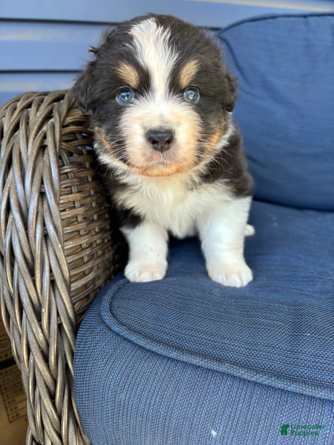 Australian Shepherd dogs for sale: Australian Shepherd- Norman - Ad 2