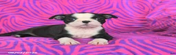 Boston Terrier dogs for sale: Lucy - Ad 5