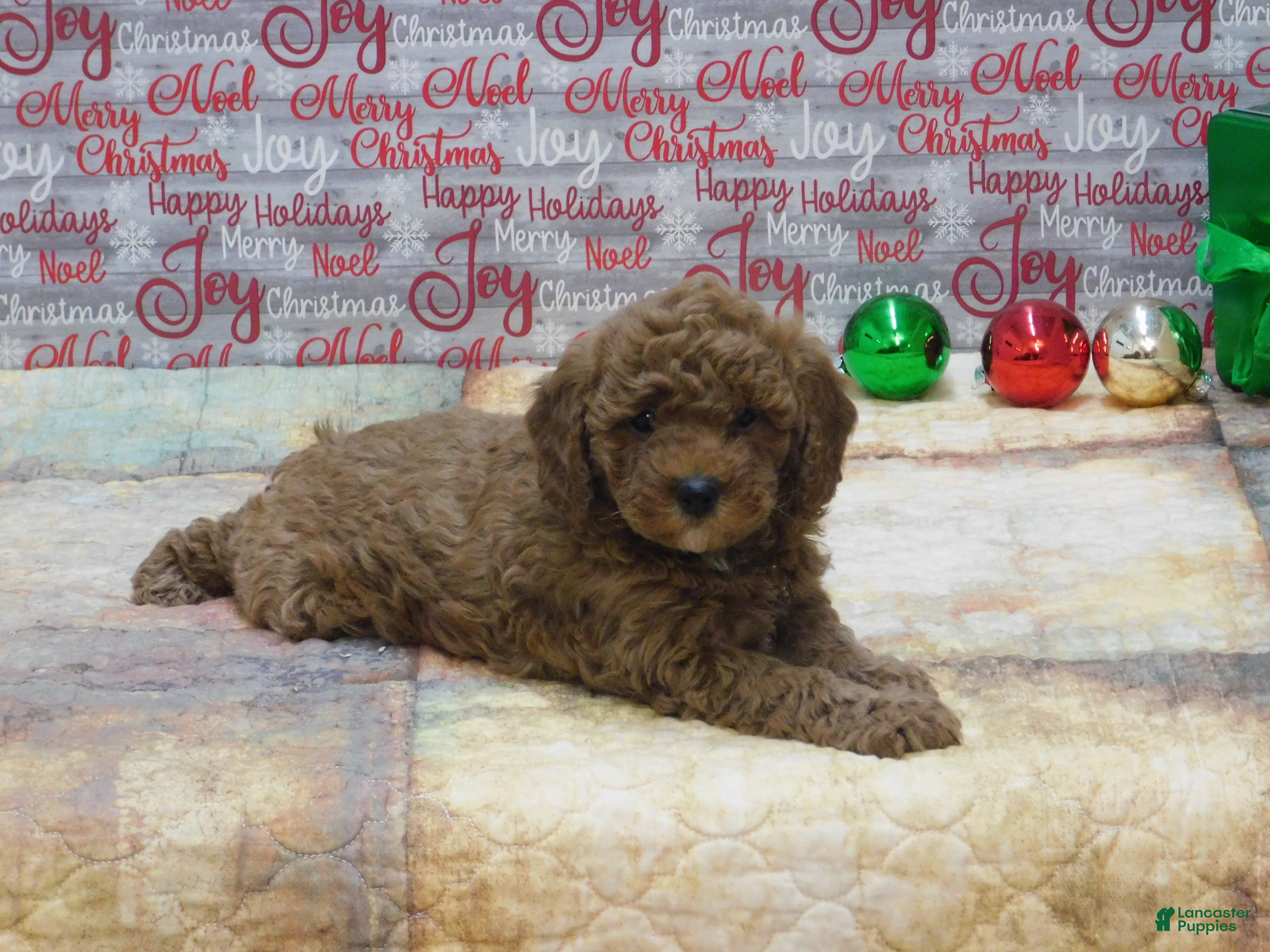 Goldendoodle dogs Mini Gigi - Ad 29