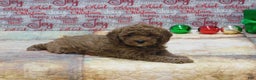 Goldendoodle dogs for sale: Mini Gigi - Ad 1