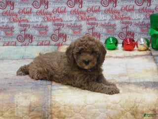 Goldendoodle dogs Mini Gigi - Ad 29