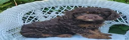 Cavapoo dogs for sale: Karson - Ad 5
