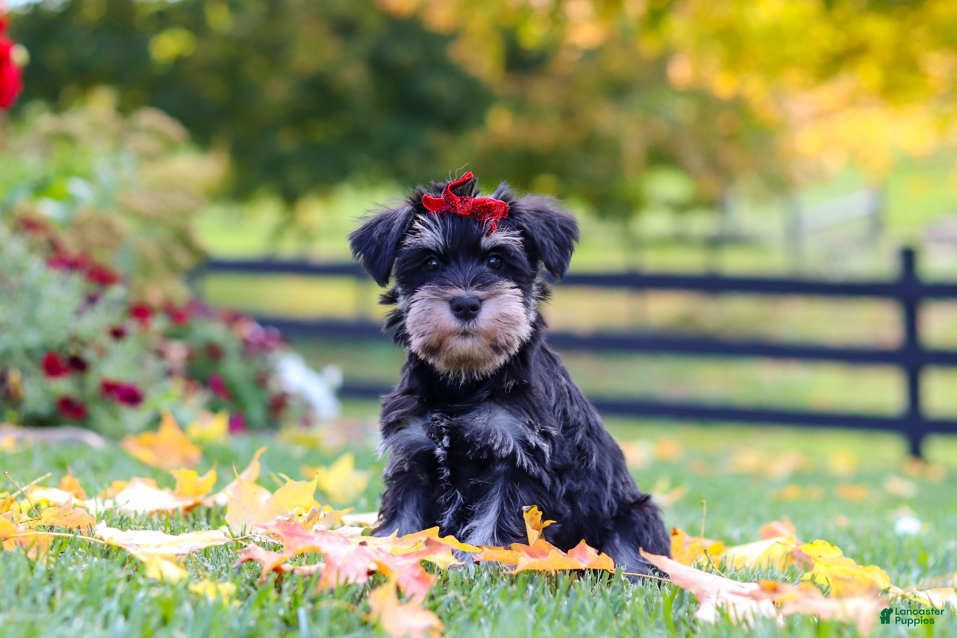 Miniature Schnauzer dogs Eva - Ad 2