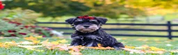 Miniature Schnauzer dogs for sale: Eva - Ad 2