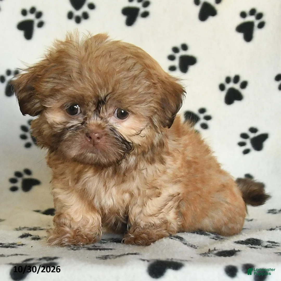Shih Tzu dogs for sale: Otto - Ad 2