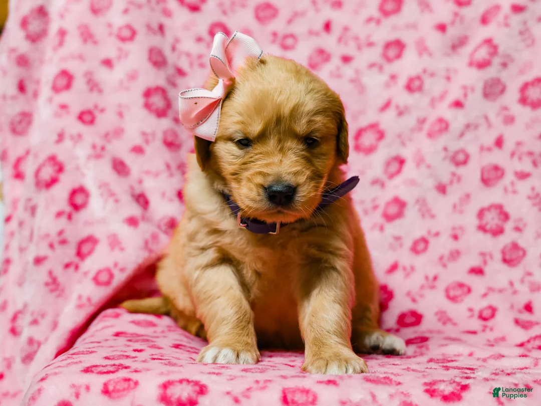 Golden Retriever dogs for sale: Dinah AKC Golden Retriever Pup - Ad 3