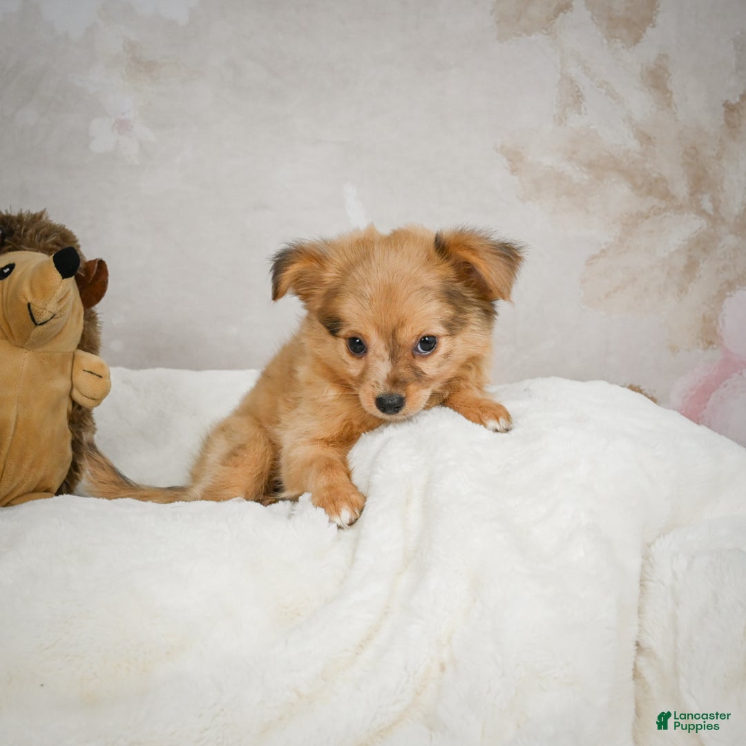 Chihuahua dogs for sale: Terry - Ad 7