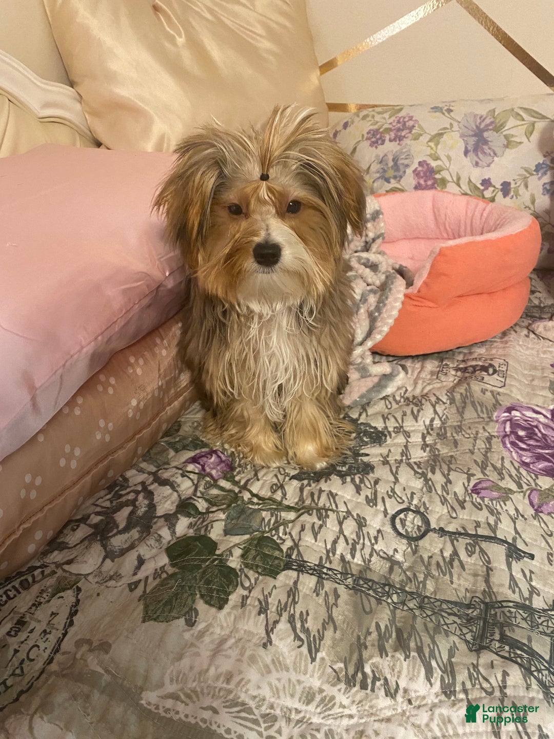 Yorkshire Terrier dogs for sale: Gucci - Ad 2