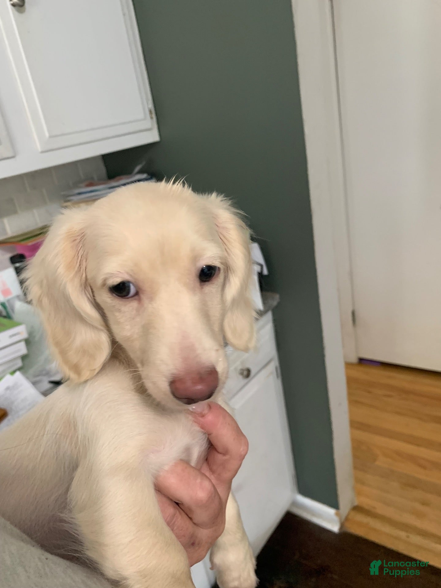 Miniature Dachshund dogs Miniature Dachshund 1 - Ad 18