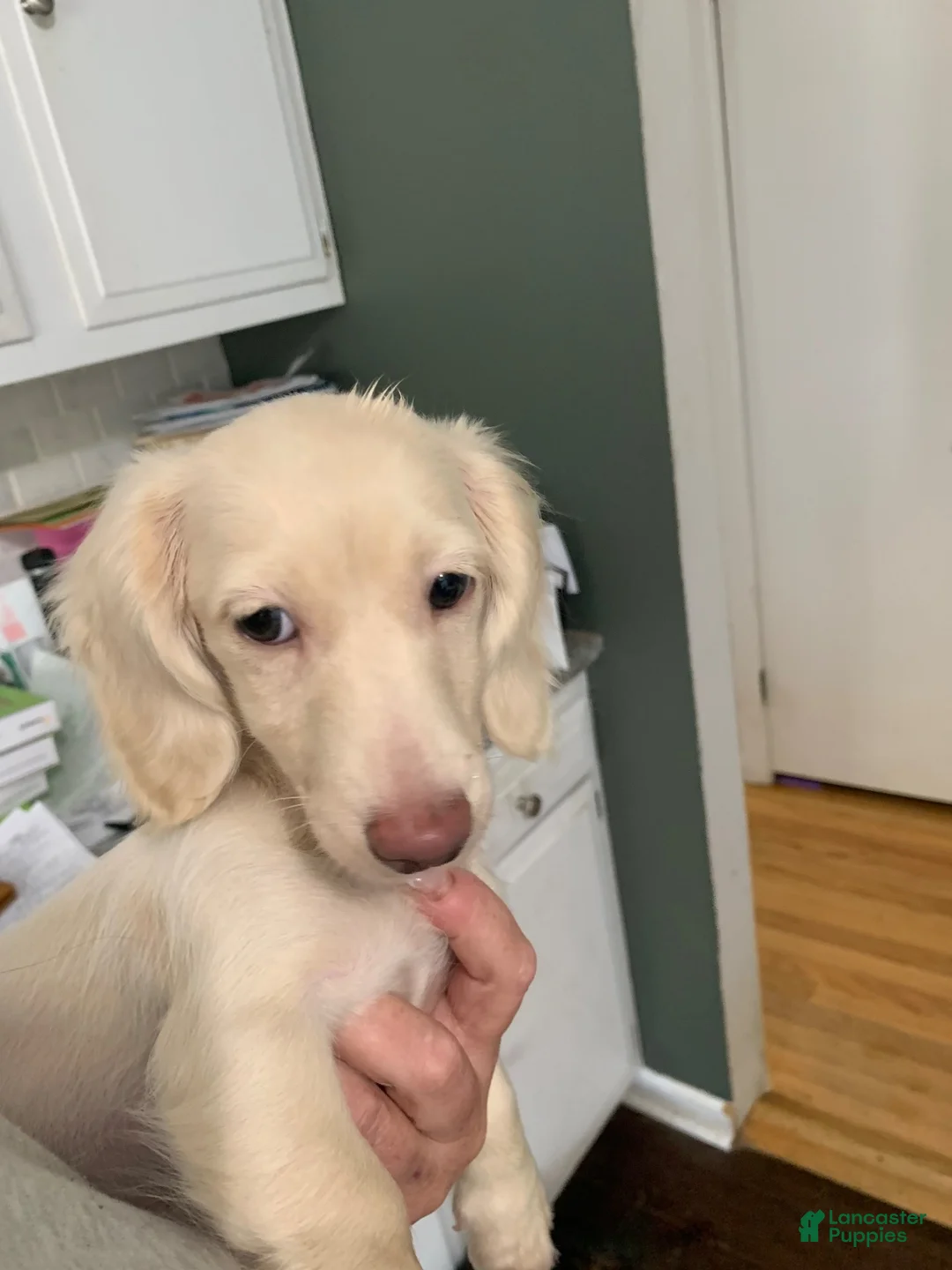 Miniature Dachshund dogs for sale: Miniature Dachshund 1 - Ad 1