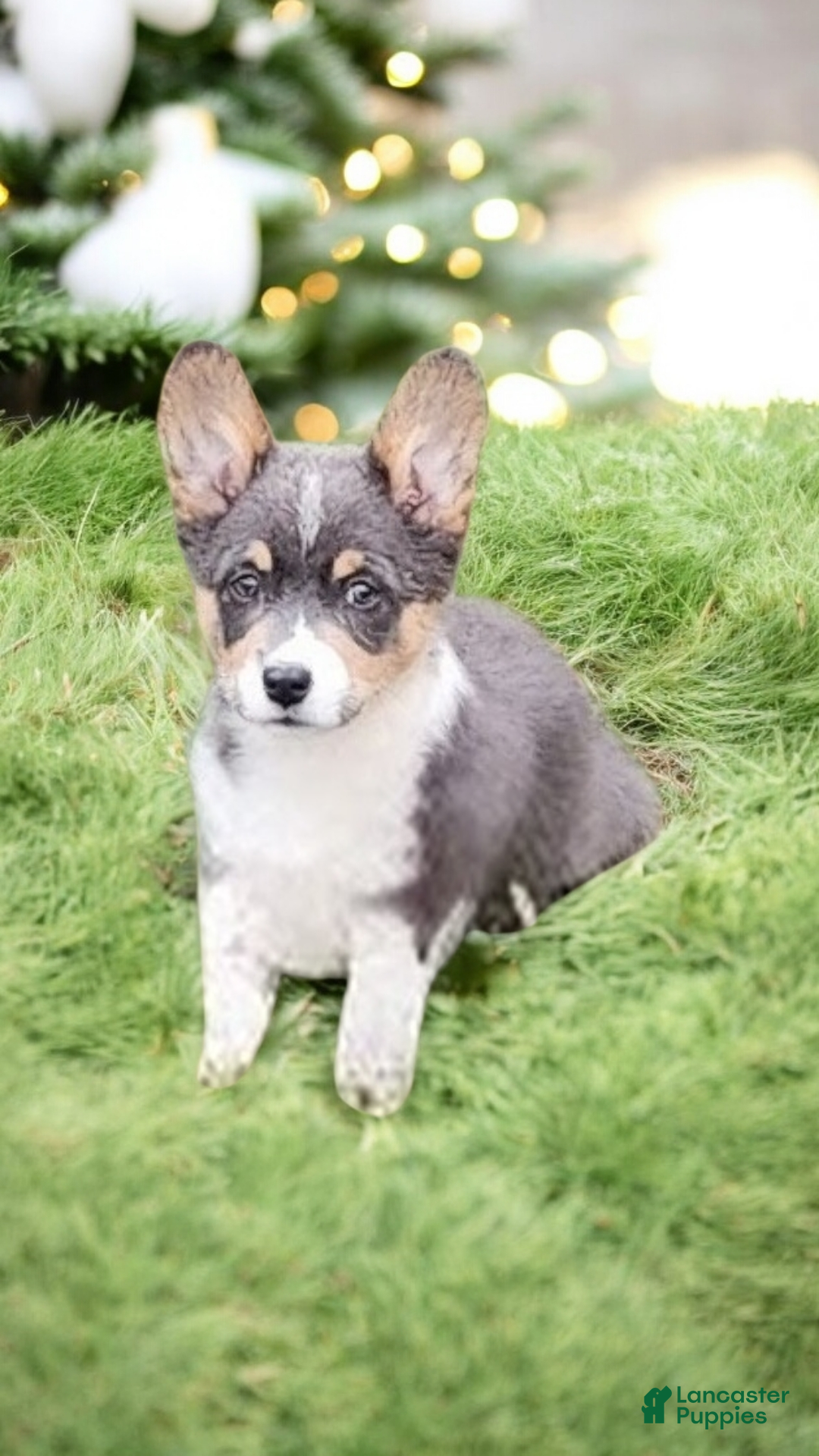 Welsh Corgi Pembroke dogs for sale: Alexa Bluie - Ad 10