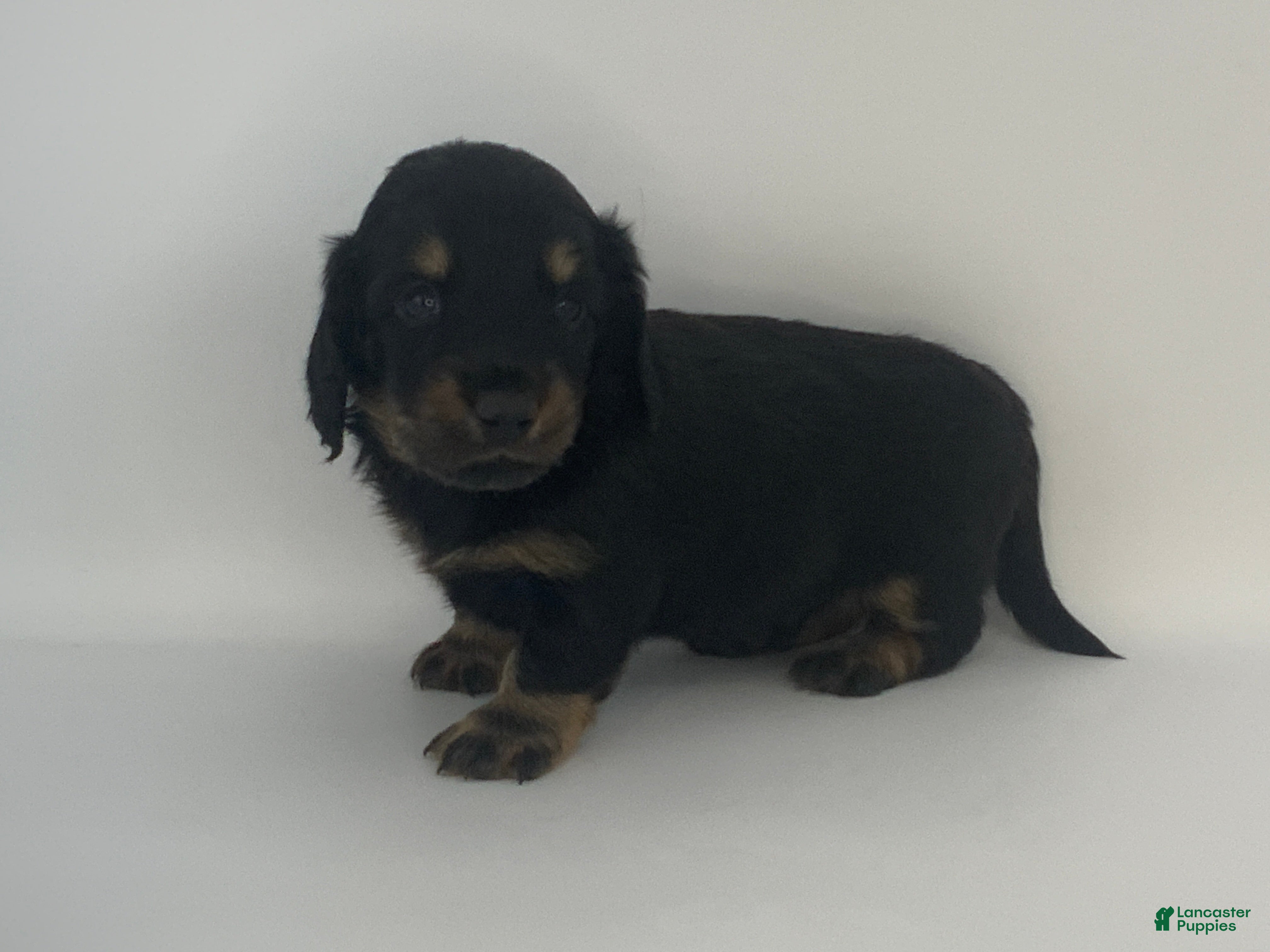 Miniature Dachshund dogs Kyle - Ad 1