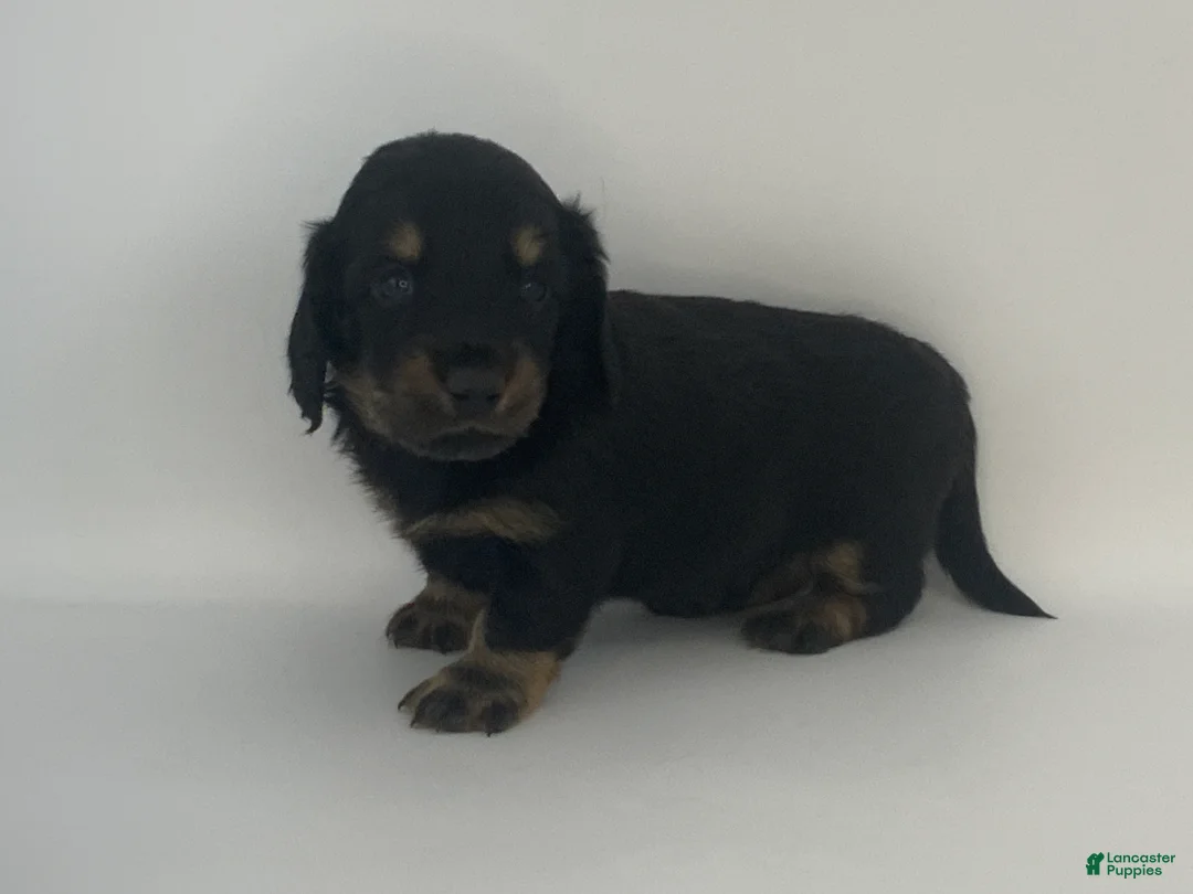 Miniature Dachshund dogs for sale: Kyle - Ad 1