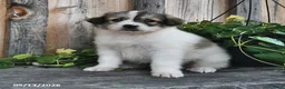 Mixed Breed dogs for sale: Lillian - Ad 2