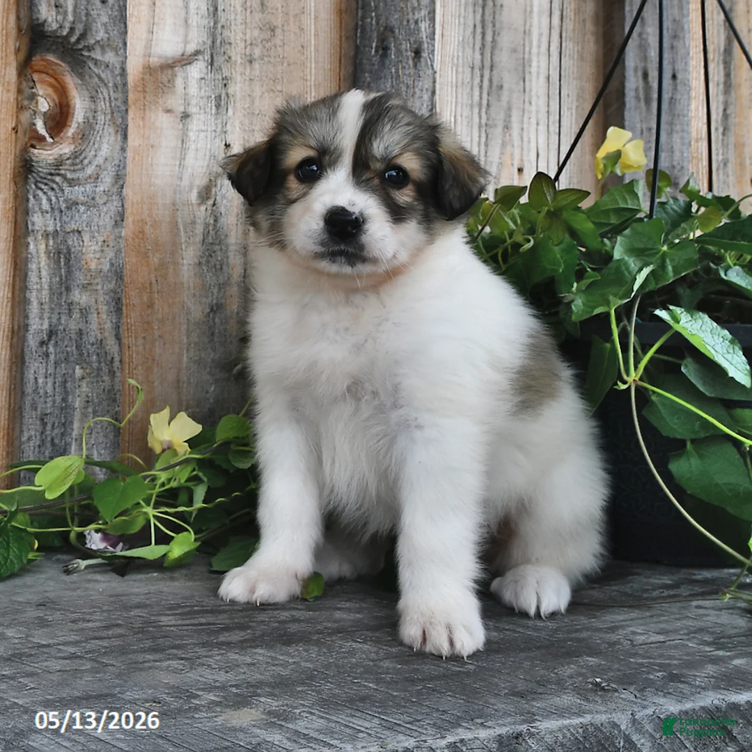 Mixed Breed dogs for sale: Lillian - Ad 2