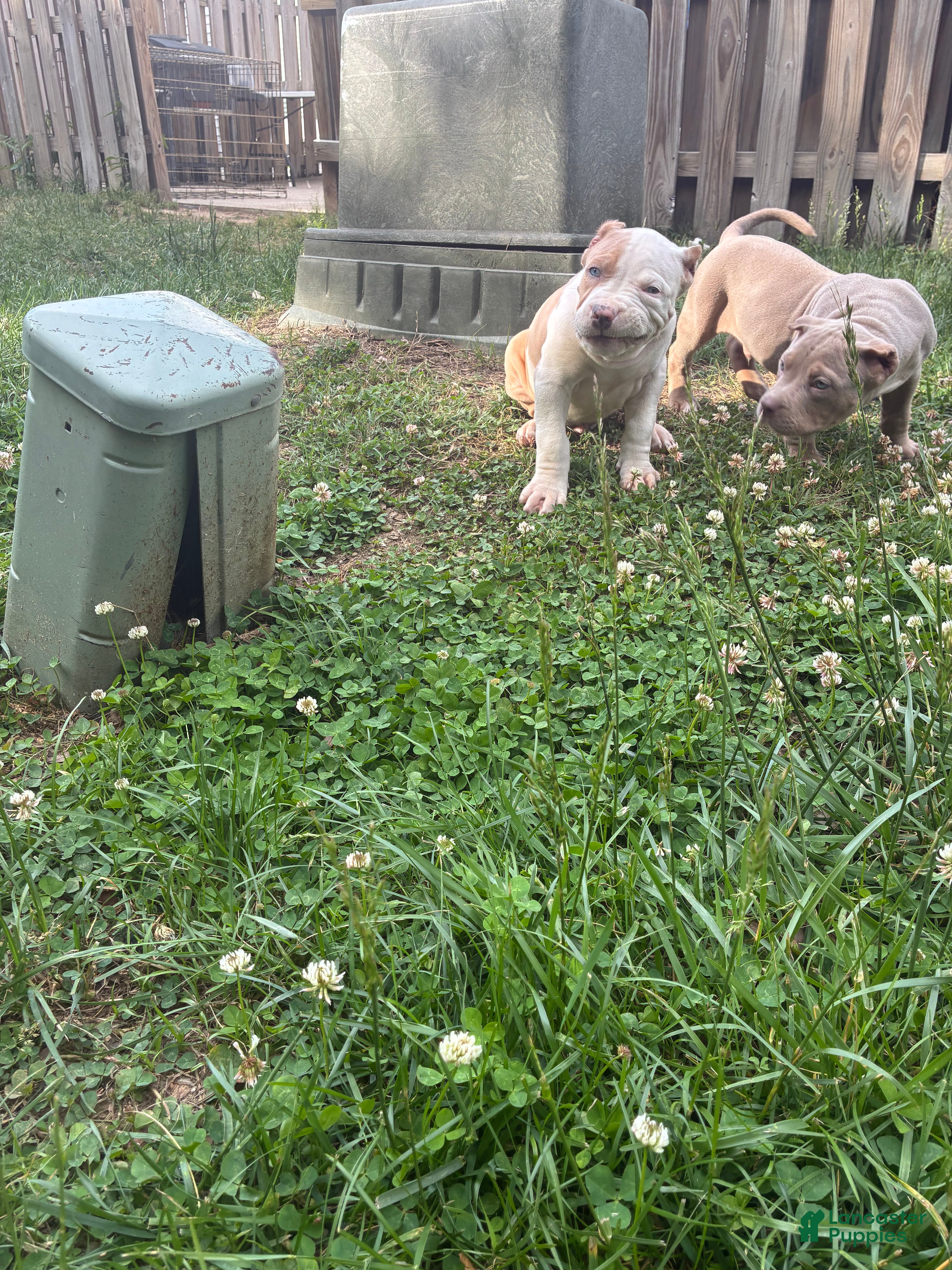 American Bully dogs American Bully Puppy 2 - Ad 41