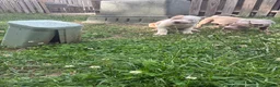 American Bully dogs for sale: American Bully Puppy 2 - Ad 1