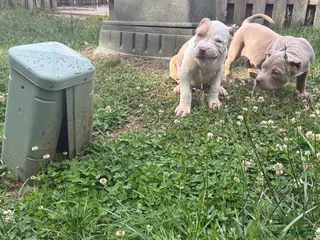 American Bully dogs American Bully Puppy 2 - Ad 29