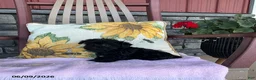 Yorkiepoo dogs for sale: Bonnie - Ad 12