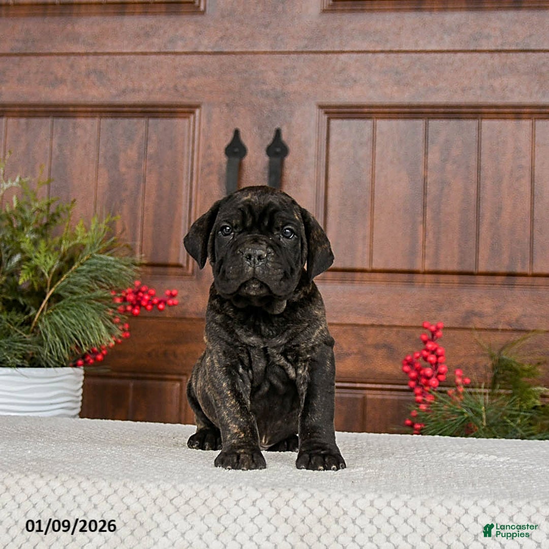 Cane Corso dogs for sale: Tripp - Ad 3