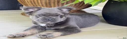 French Bulldog dogs for sale: Moose - Ad 3
