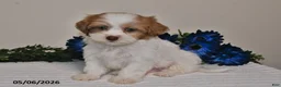 Shihpoo dogs for sale: Rhett - Ad 4