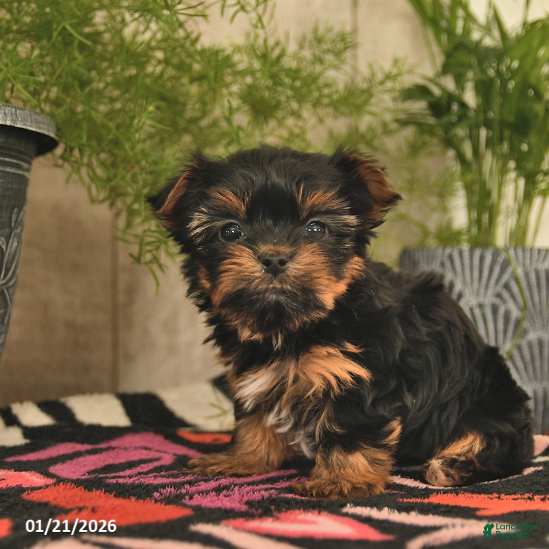 Yorkshire Terrier dogs for sale: Rose  - Ad 5