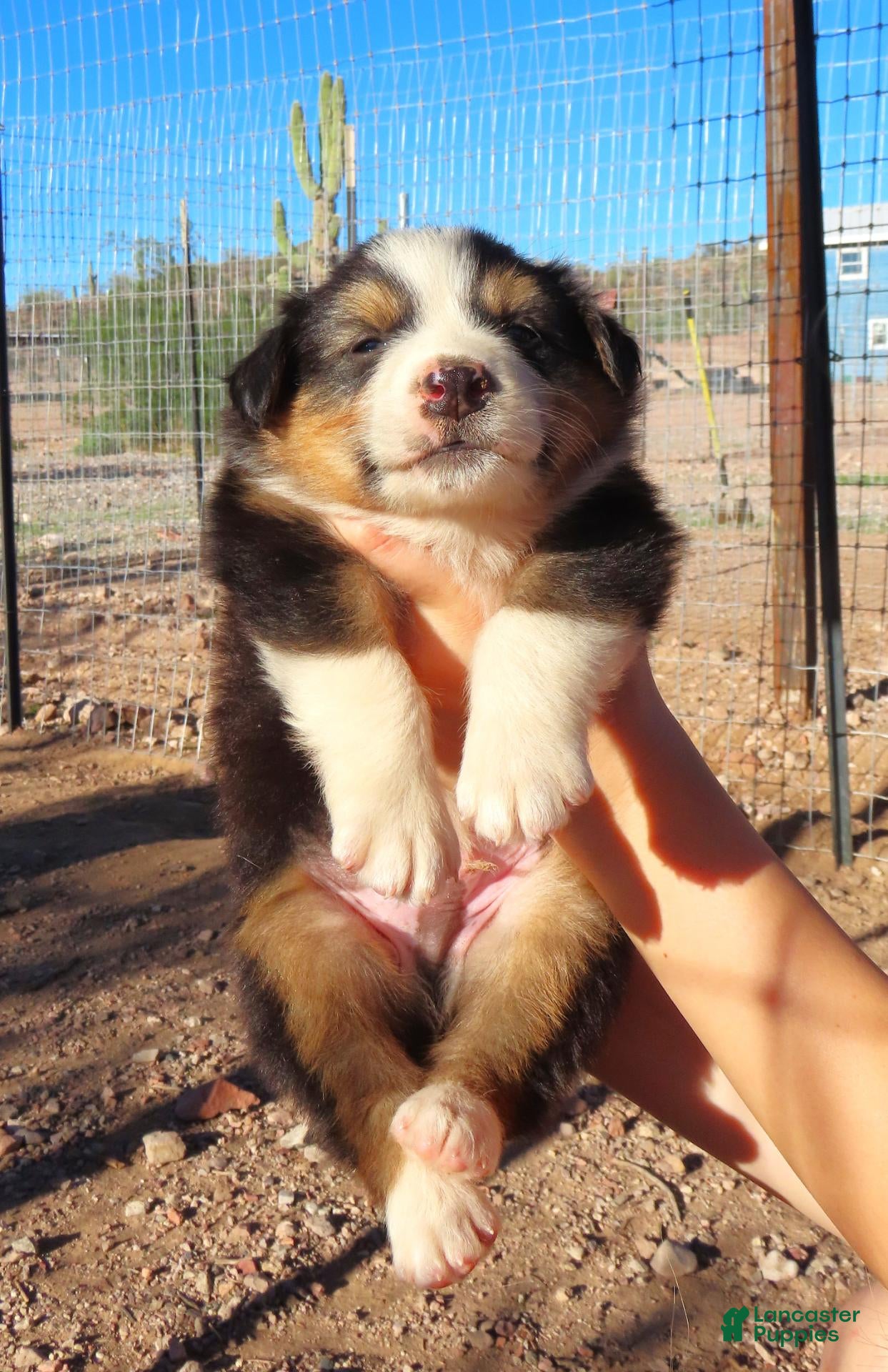 Australian Shepherd dogs Black tri male - Ad 2
