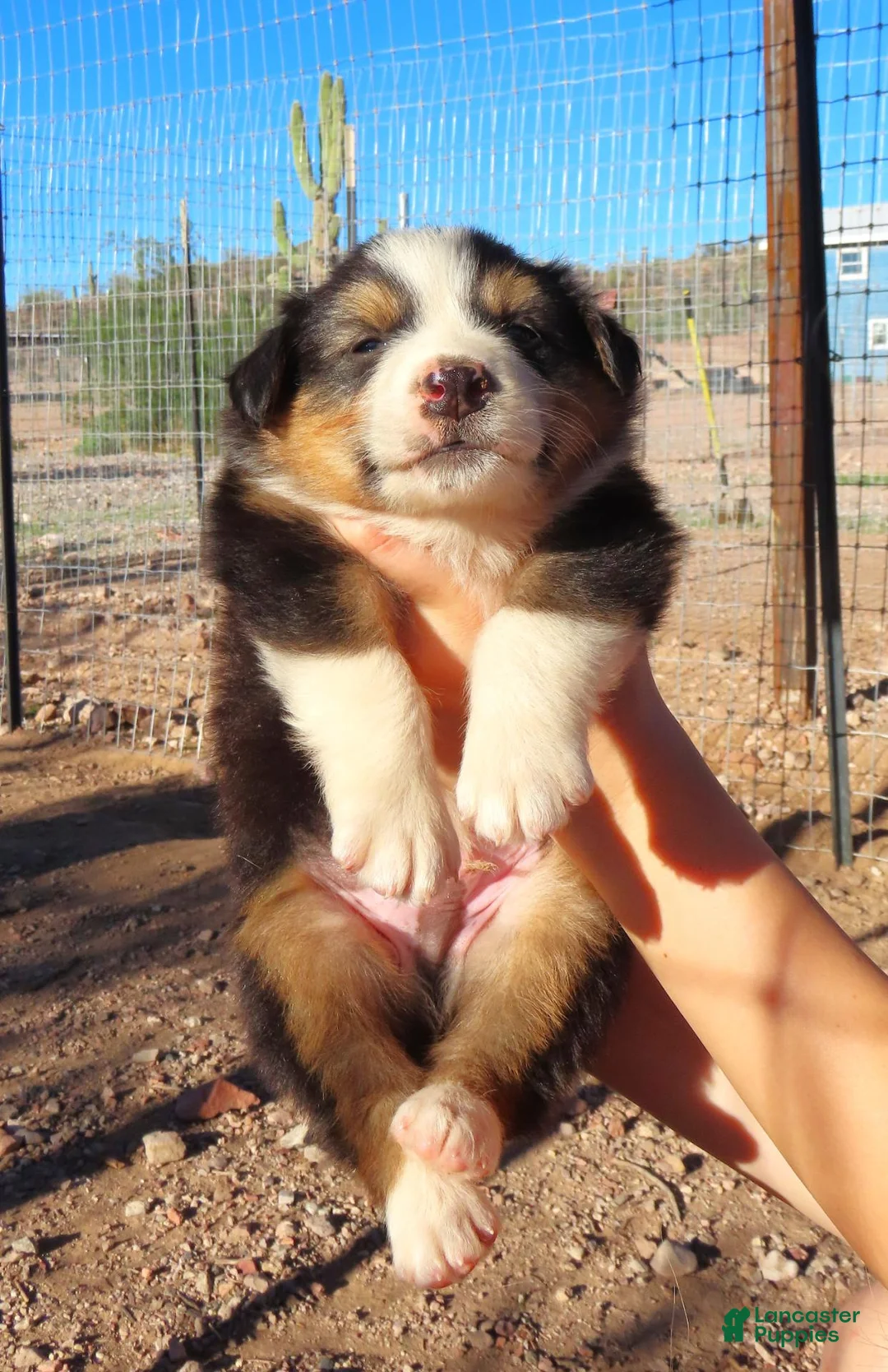 Australian Shepherd dogs for sale: Black tri male - Ad 2