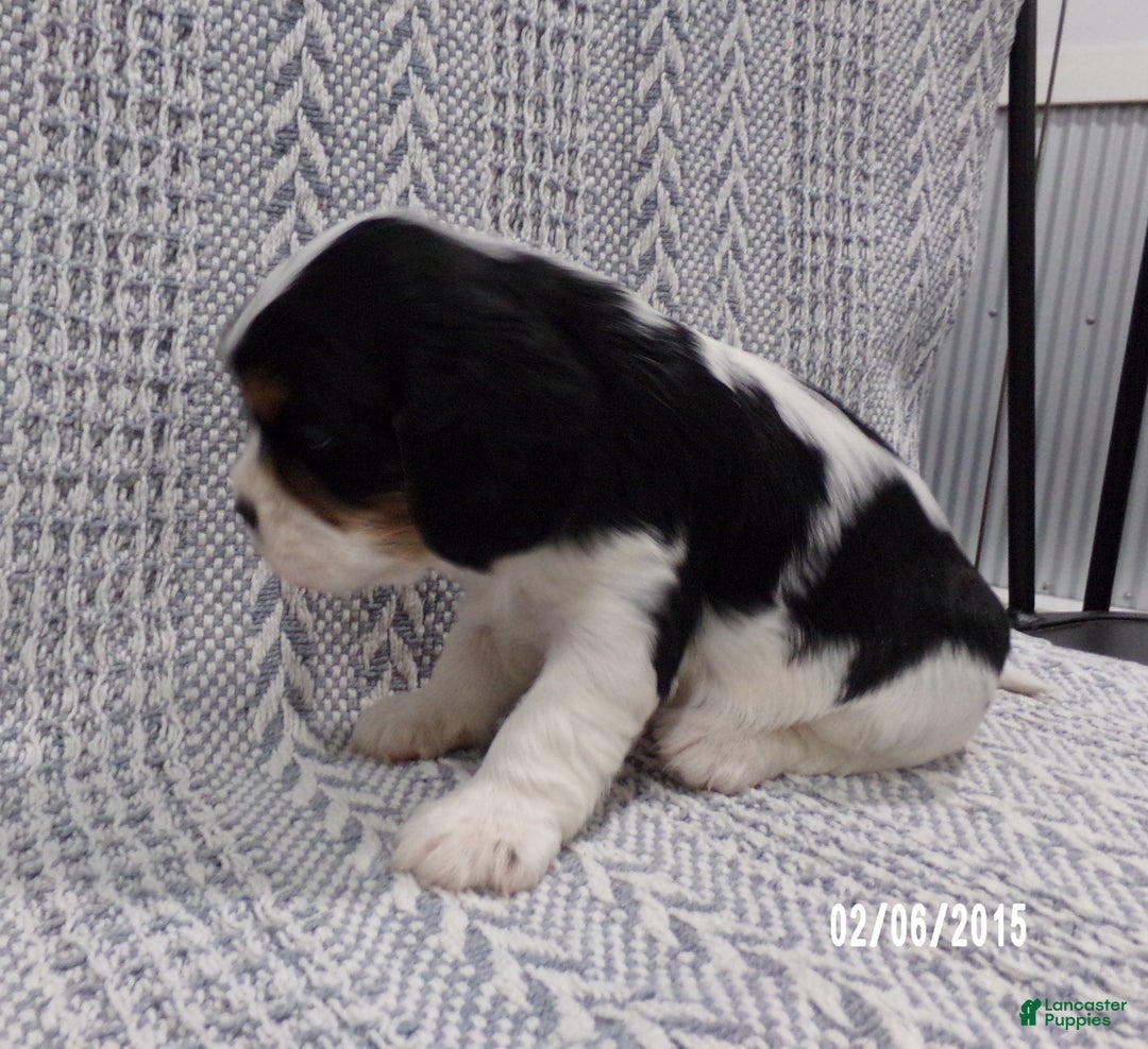 Cavalier King Charles Spaniel dogs for sale: Cavalier King Charles Spaniel Puppy 1 - Ad 7