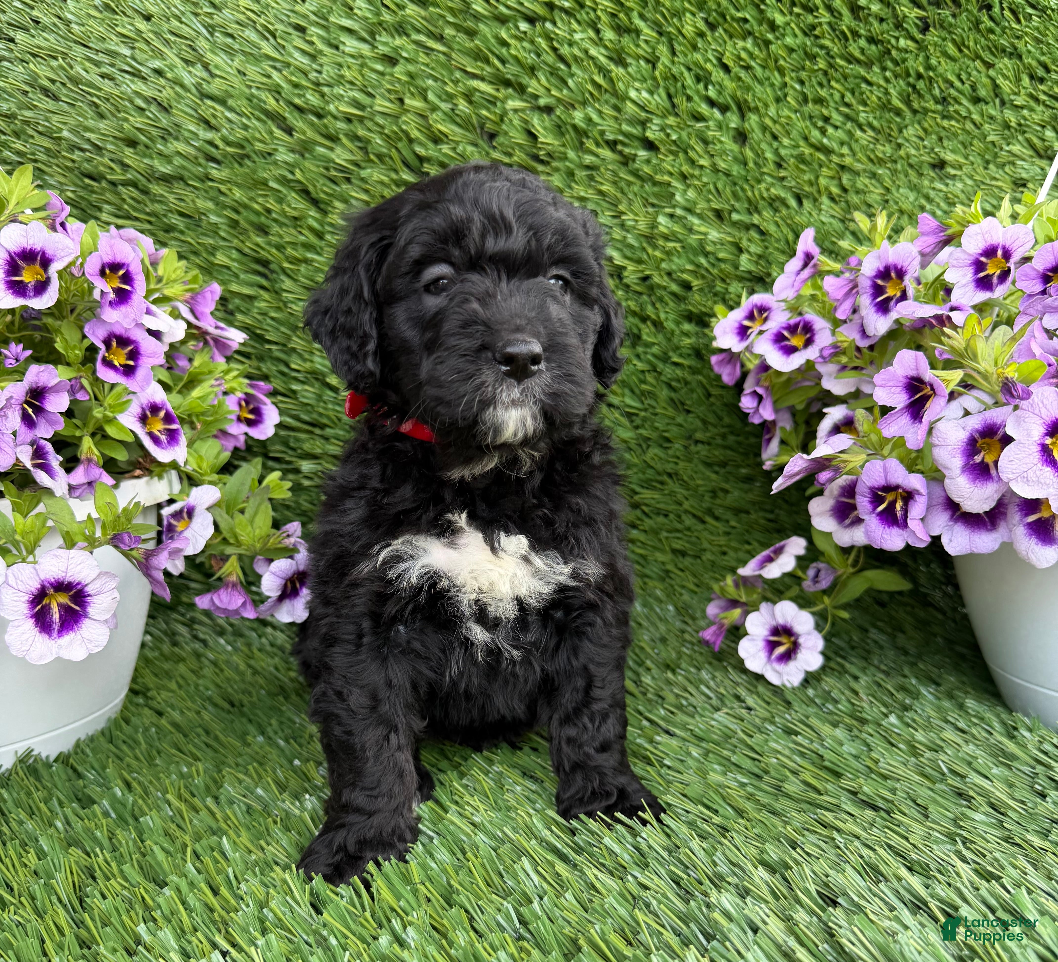 Mini Goldendoodle dogs Alex - Ad 1