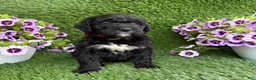 Mini Goldendoodle dogs for sale: Alex - Ad 1