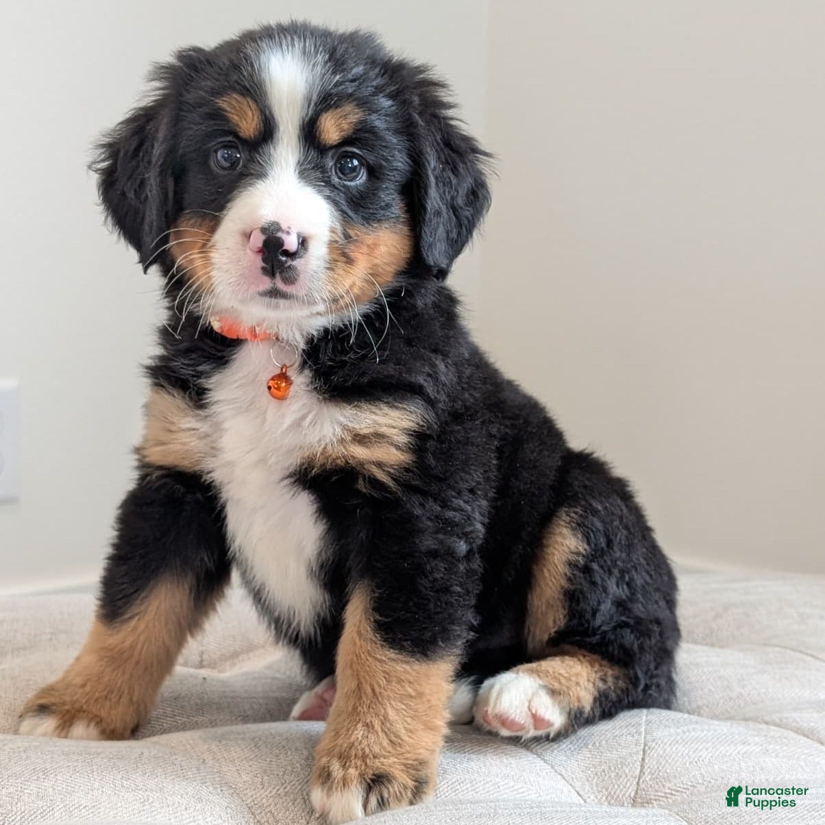 Bernese Mountain Dog dogs Brooke - Ad 1