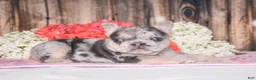 French Bulldog dogs for sale: Tenson - Ad 3
