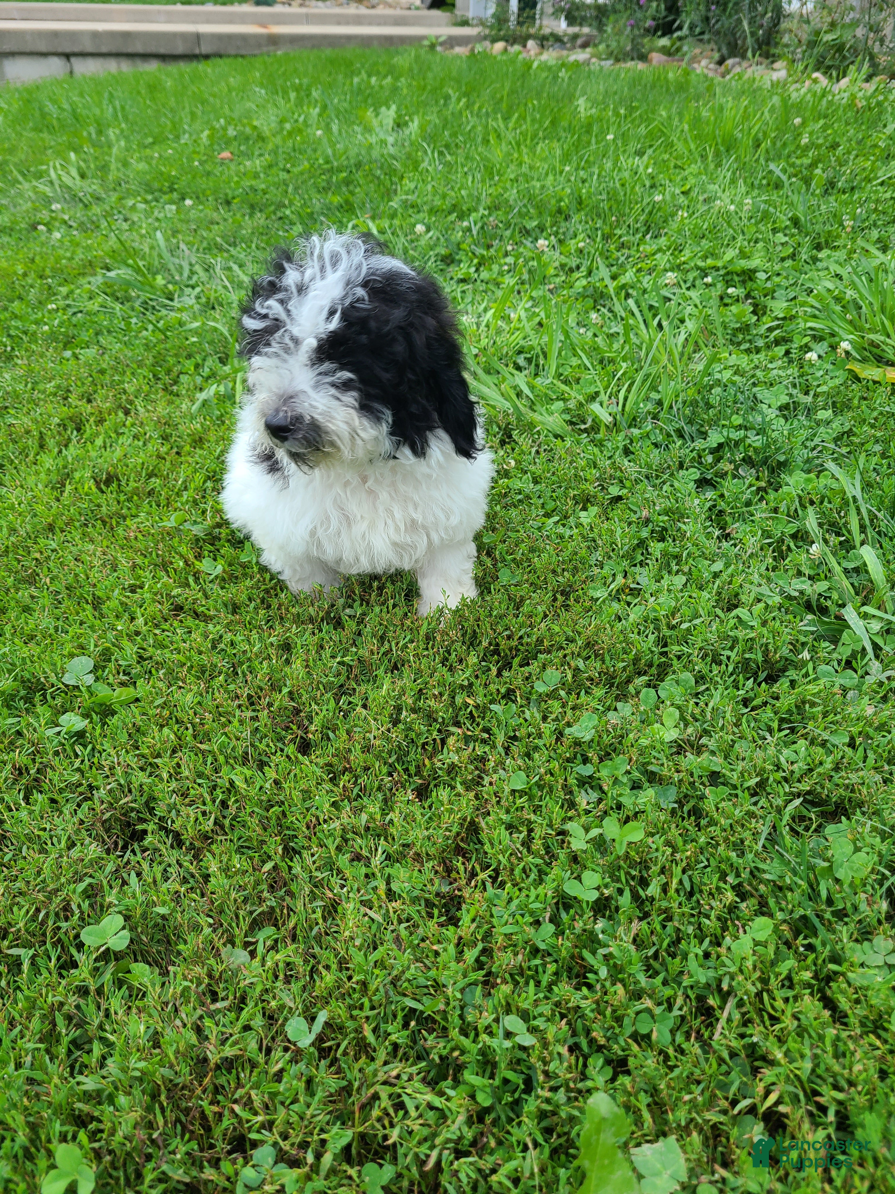 Bichpoo dogs Bear - Ad 1