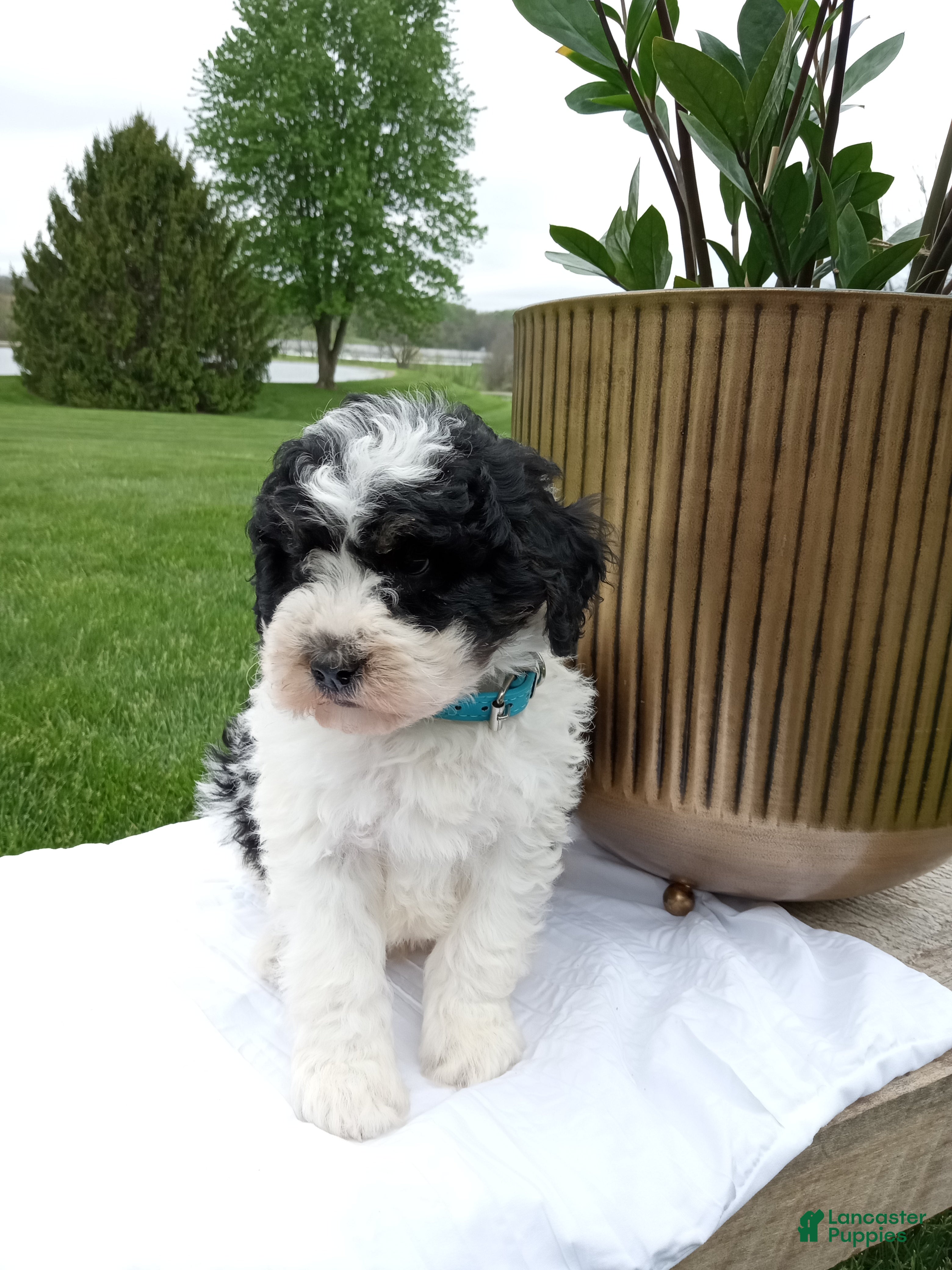 Mini Bernedoodle dogs Liam - Ad 2