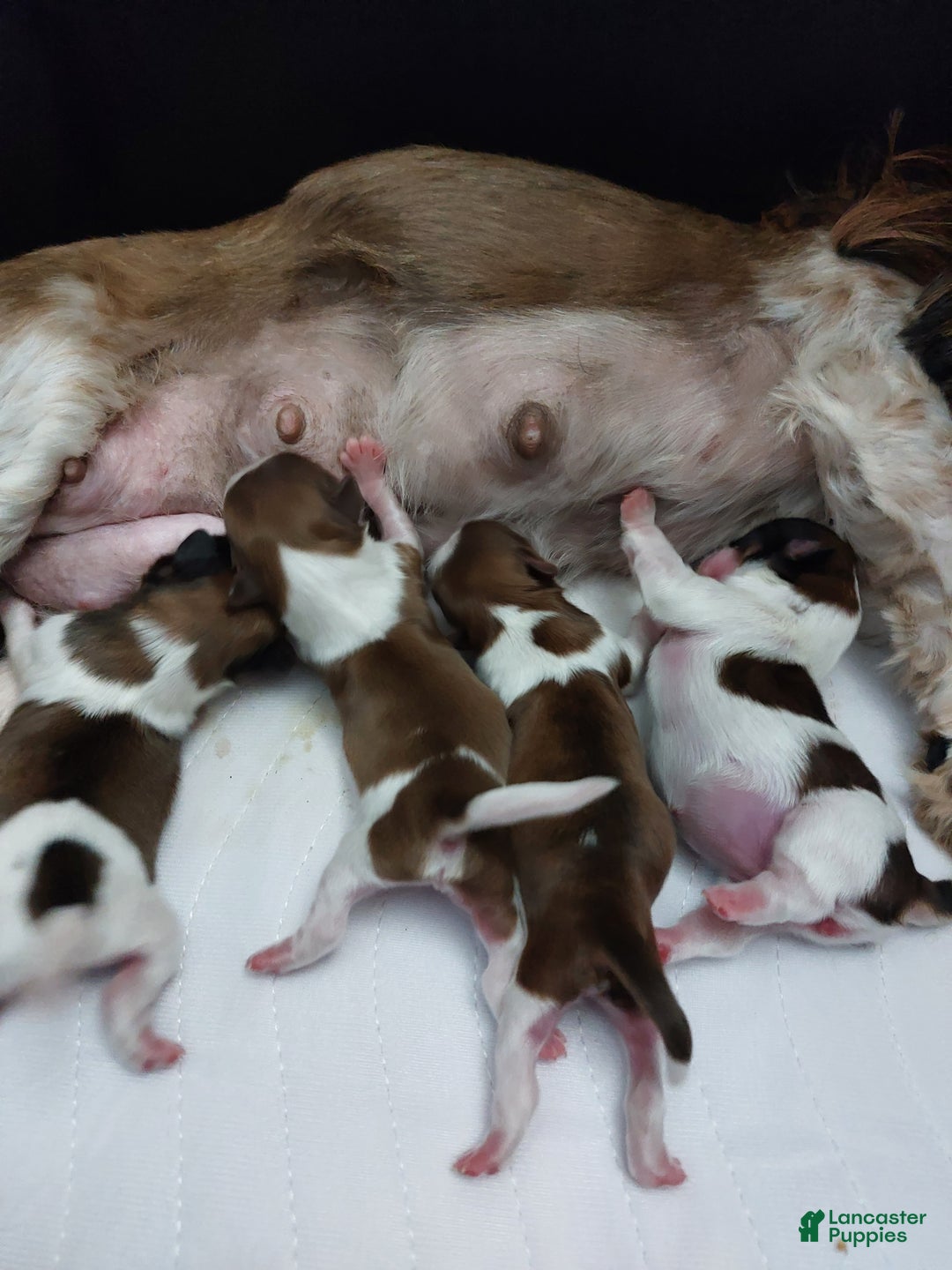 Shih Tzu dogs for sale: Puff - Ad 4