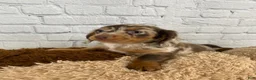 Miniature Dachshund dogs for sale: Sally - Ad 12