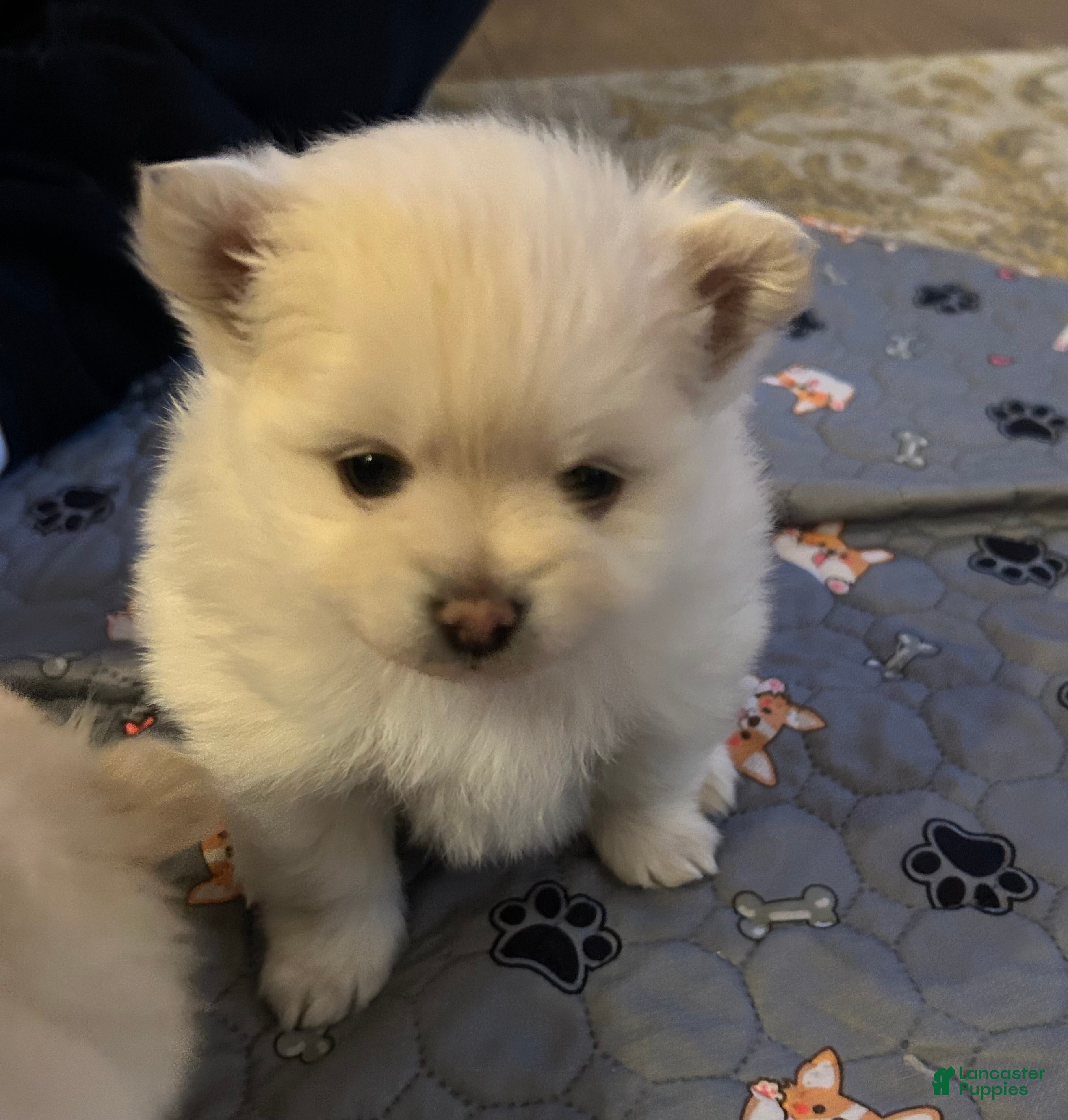 Pomeranian dogs Pomeranian Puppy 2 - Ad 3