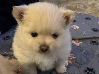 Pomeranian dogs Pomeranian Puppy 2 - Ad 3