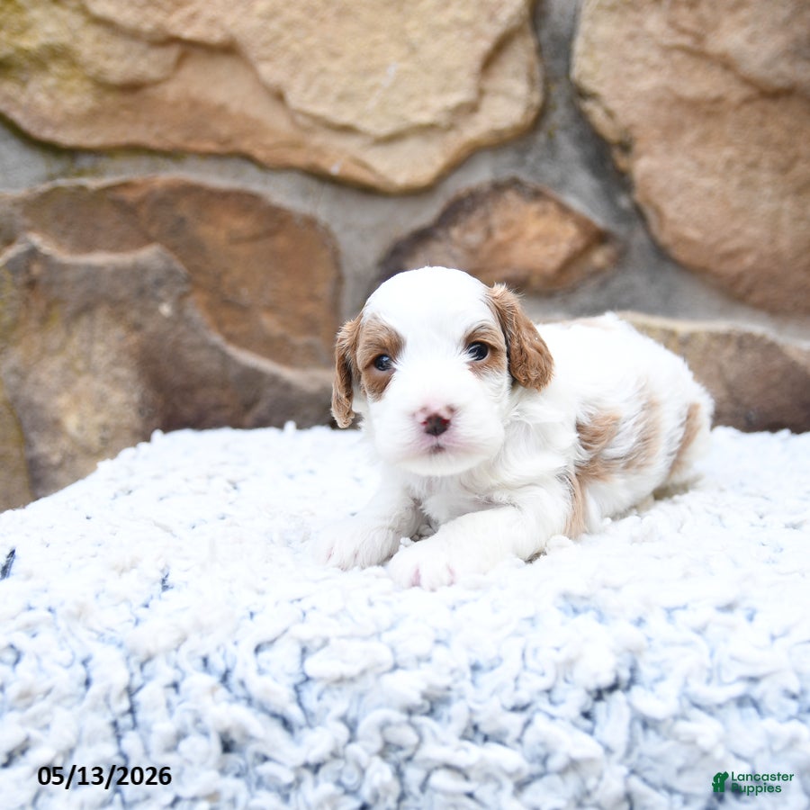 Cavapoo dogs Fancy - Ad 1