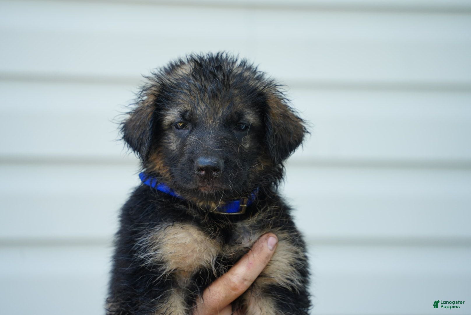 German Shepherd dogs German Shepherd 3 - Ad 16